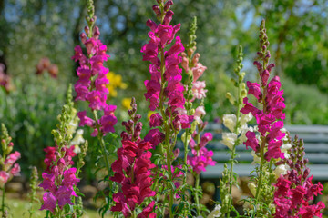 Fototapeta premium Colorful flowers in the garden...
