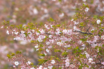 Pink cherry flowers on  Sakura trees in Stockholm City
