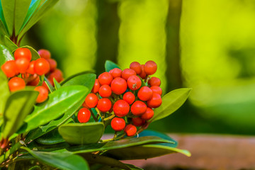 Colorful flowers in the garden...