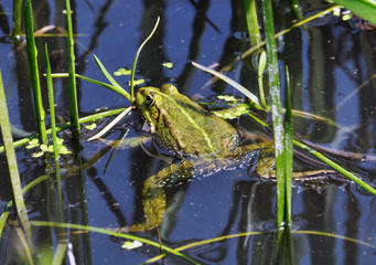 
Frog in the water between reeds and other water plants in the river in vivo development