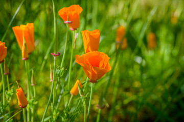 Colorful flowers in the garden...