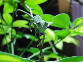 veiled chameleon, Chamaeleo calyptratus