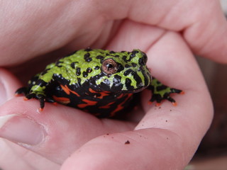 Red belly toad