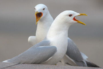 Closeup of two seagulls singing during springtime in city