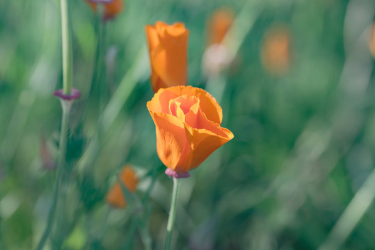 Colorful flowers in the garden...