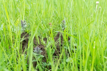 Anthill in the middle of the grass. Slovakia