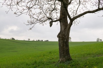 Fototapeta premium Abandoned tree on meadow during sunset. Slovakia