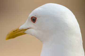Closeup of seagull during springtime in city