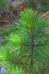 молодая сосна © Ryoha