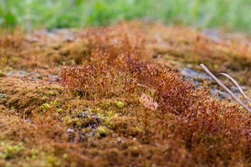 Red moss