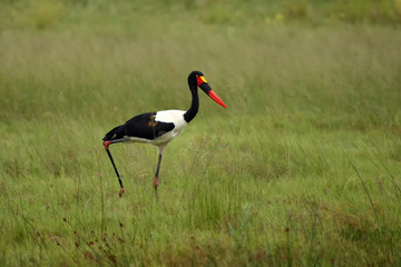 Fototapeta premium The saddle-billed stork (Ephippiorhynchus senegalensis) standing on a meadow
