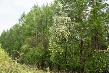 Spring tree flowering. Slovakia