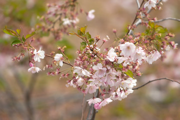 Pink cherry flowers on  Sakura trees in Stockholm City