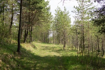 Magic trees and paths in the forest. Slovakia