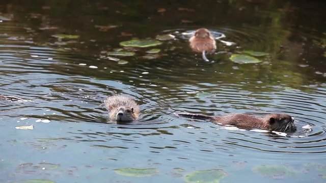 Nutria (Myocastor coypus), Sumpfbiber in der Lewitz (Mecklenburg-Vorpommern)