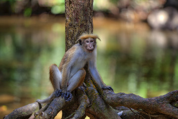 Kleine wilde Ceylon Hutaffen prägen das Bild in den Regenwäldern und der exotischen Natur auf der...