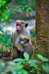 Kleine wilde Ceylon Hutaffen prägen das Bild in den Regenwäldern und der exotischen Natur auf der tropischen Insel Sri Lanka im Indischen Ozean