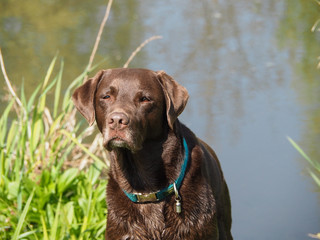 labrador retriever dog