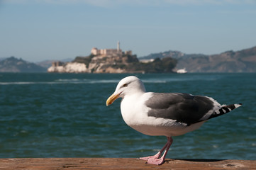 Fototapeta na wymiar Seagull with Alcatraz Island in the background