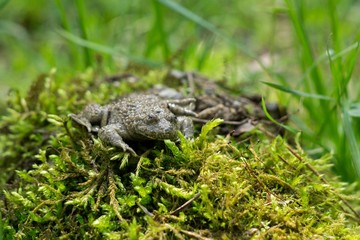 Frog on the moss. Slovakia