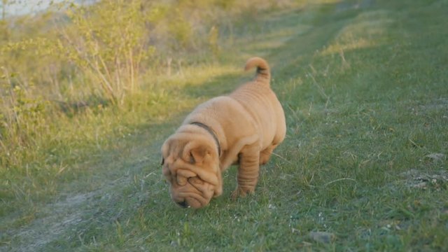 Puppy of the breed of shar pei
