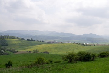 Fototapeta na wymiar Dandelion field. Slovakia