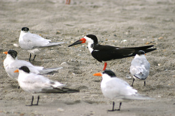 Black Skimmer