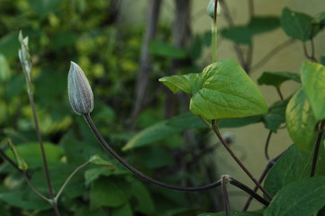 feuilles vertes bellissimo et bourgeon