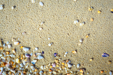 Texture with shell and pebble at wet yellow sand of beach. Vacation background.