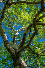 Hohe Baumkrone mit Himmel