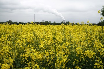 .......Raps, Pflanze, Frühling, Kühlturm