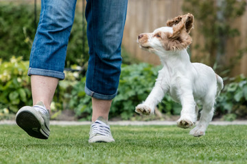 Happy puppy jumping in garden