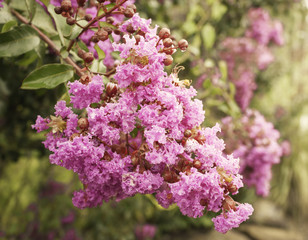 Obraz premium Close up of hot pink crepe myrtles in spring bloom with buds, a warm climate ornamental tree