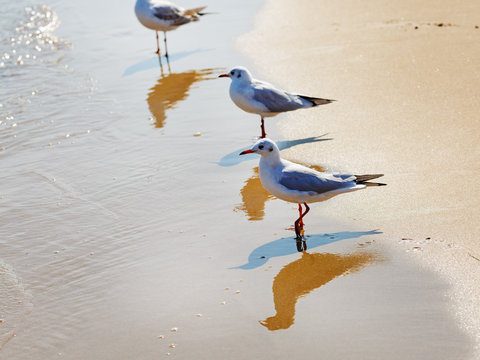 Three gulls on the beach. Seagulls standing in the water on a background of wet sand at the water's edge. Shallow depth of field. Selective focus.