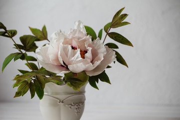 Blooming tree-like peony. First peony which bloom in the spring