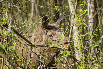 Moose around the Biebrza River