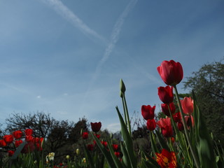 Red tulips with sky as background