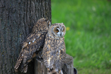 Two owls