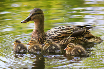 duck, Baby duckling