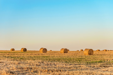 Row of straw bales on the field. Agricultural landscape with hay rolls.