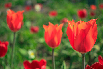 Flowering tulips in the garden