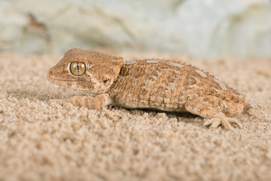 Helmeted Gecko (Tarentola chazaliae)/Helmeted Gecko in sandy desert scene