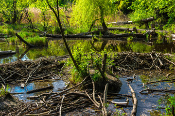 Biberdamm im Nationalpark Donau Auen in Österreich