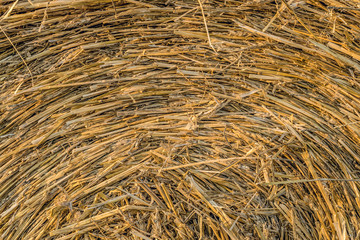 Bale of straw close-up. Vegetable texture roll of hay, agricultural fodder billet.