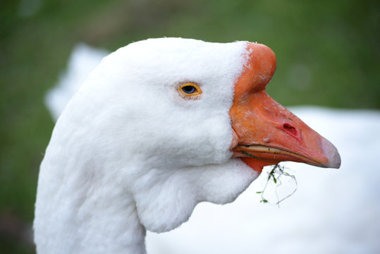 Portrait of a goose.