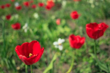 Fototapeta na wymiar Red tulips and white daffodils in the garden, spring flowers
