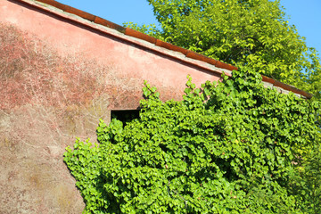 green ivy leaves on the old wall of the abandoned house