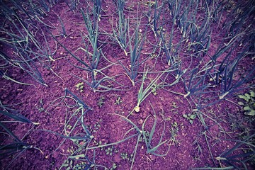 field of onions plants in Po valley in spring with lomo effect