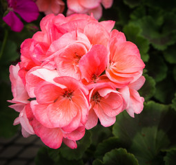 Salmon pink geranium bloom ready for the garden
