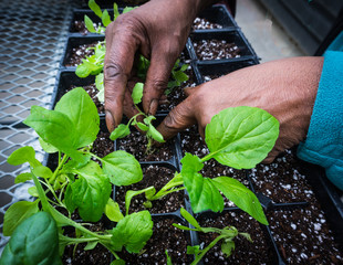 human hands thinning seedlings and transplanting  into new pots 
 - obrazy, fototapety, plakaty